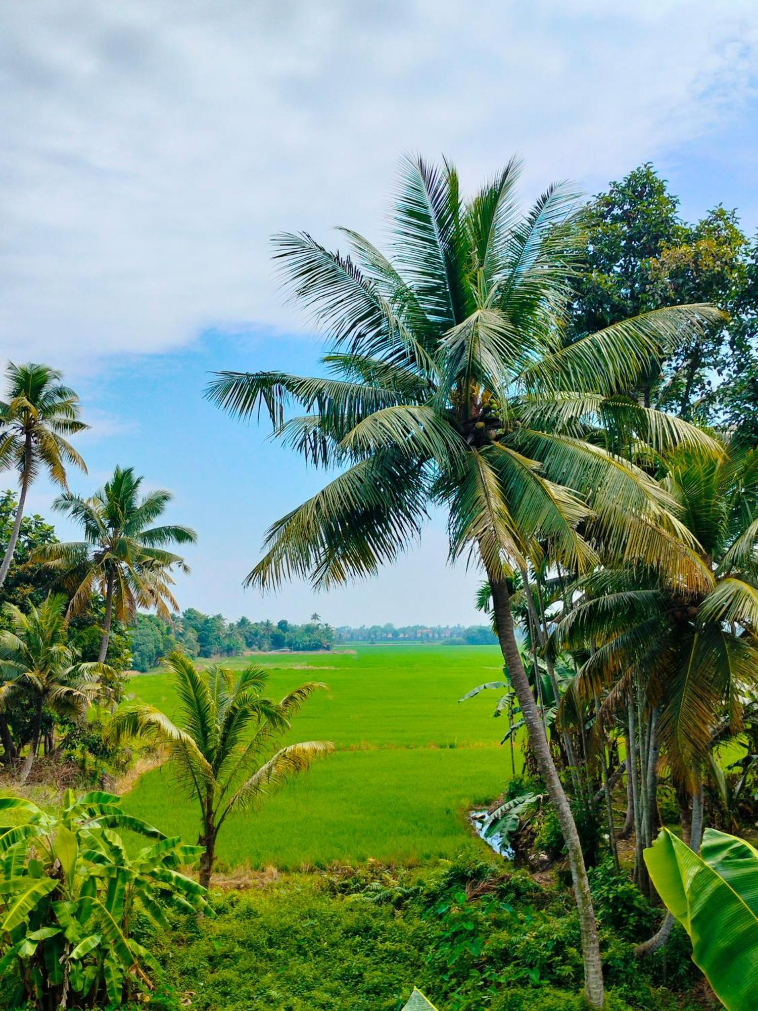 Paddy N Canal Homestay Alappuzha Dış mekan fotoğraf